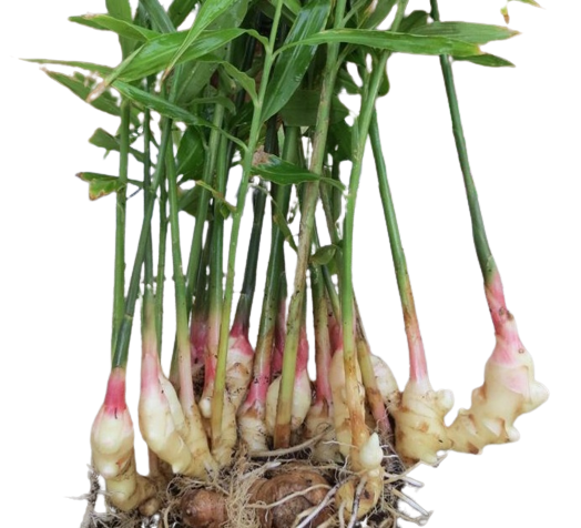 Ginger Plant