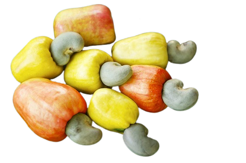 Fresh Cashew